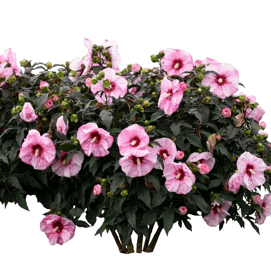 Cherry Choco Latte Hibiscus ('Cherry Choco Latte 'Hibiscus Summerific') - Perennials
