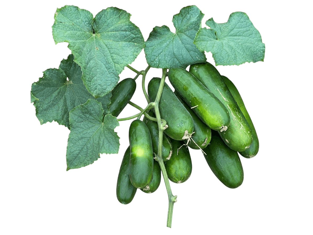 concombre (Cucumis Sativus 'A & C Pickling') - Plantes vivaces