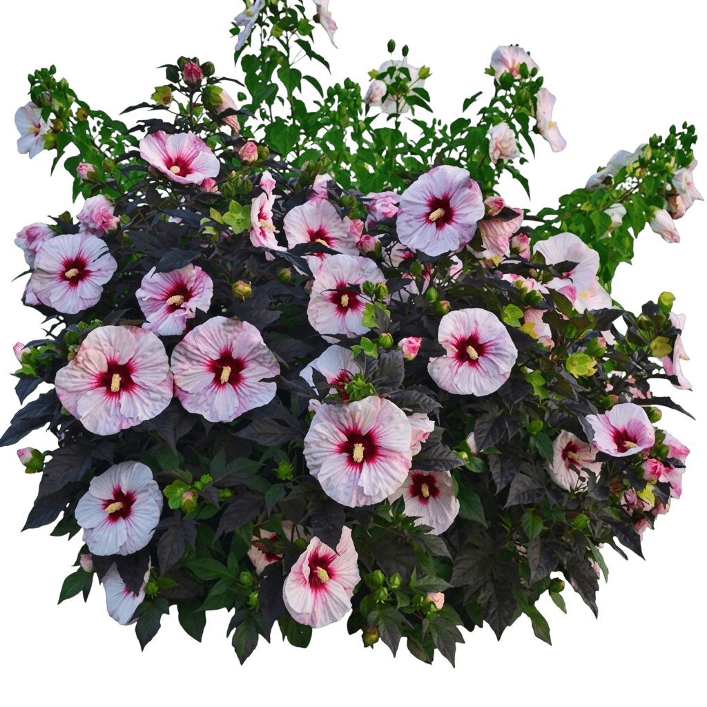 Summerific® Perfect Storm Hibiscus (Hibiscus Summerific 'Perfect Storm') - Perennials