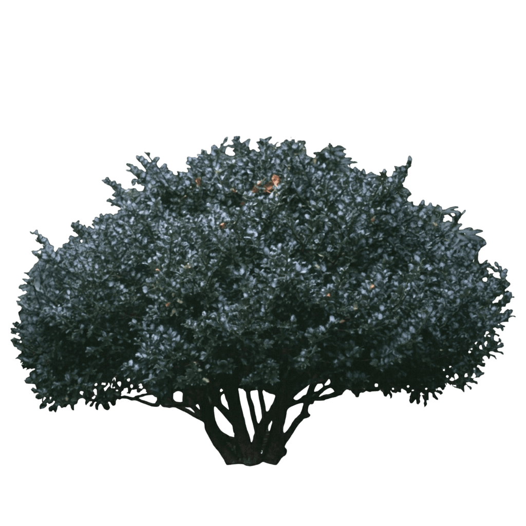 China Boy® Holly (Ilex X Meserveae Var. X Meserveae 'Mesdob') - Shrubs