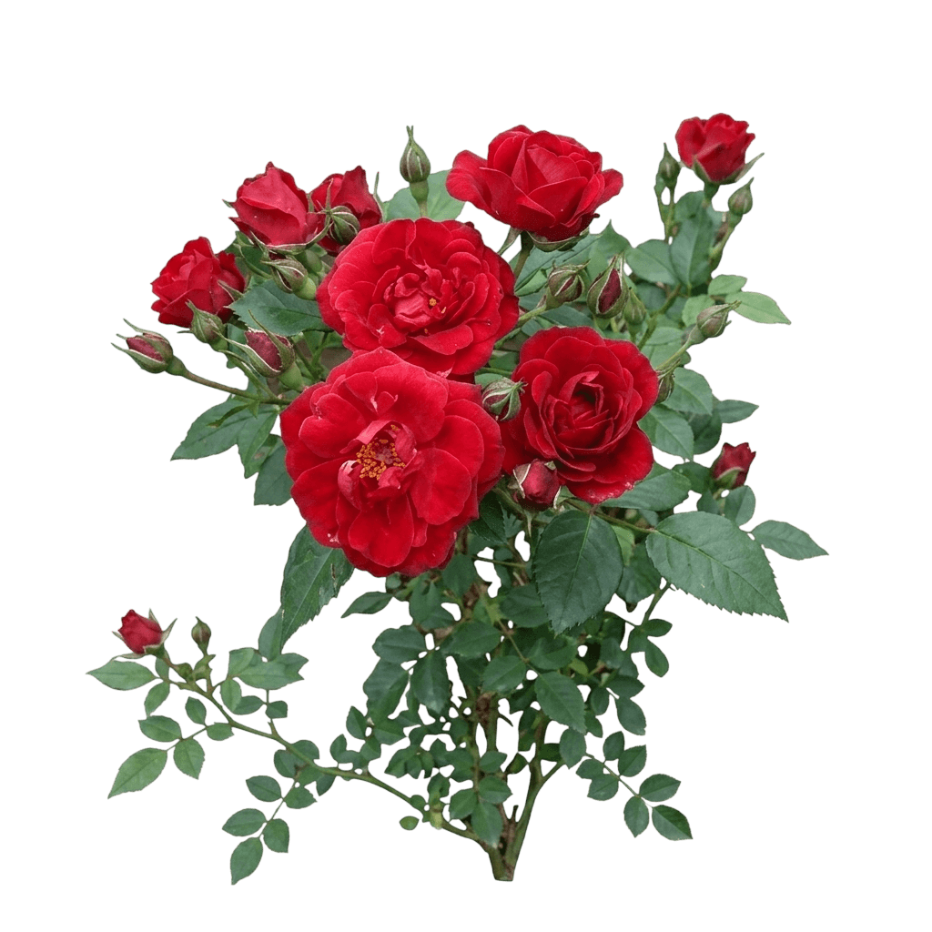 Warm And Fuzzy Miniature Rose (Rosa 'Wekhasamiro') - Ground Layers