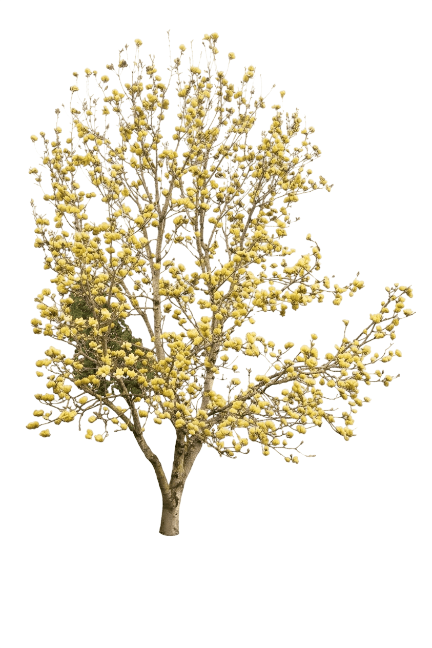 Elizabeth Magnolia (Magnolia 'Elizabeth') - Flowering Trees