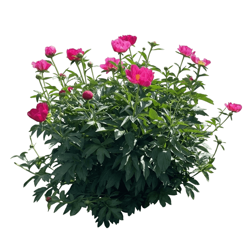 Single Red Peony 'Scarlet O' (Paeonia Hara 'Scarlet O') - Perennials