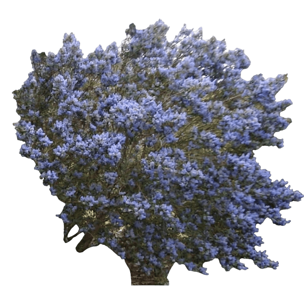 Tassajara Blue ceanothus (Ceanothus 'Tassajara Blue') - Shrubs