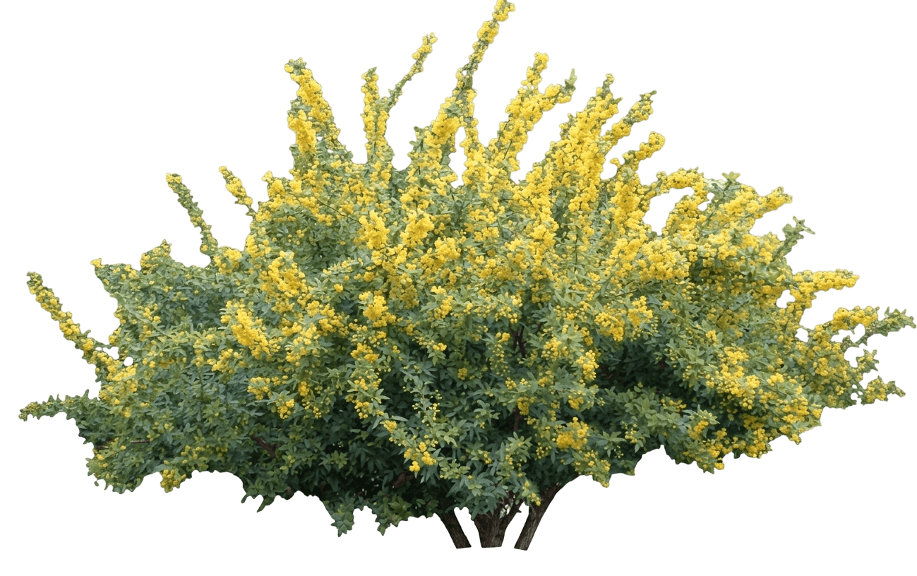 Nevin mahonia (Berberis Nevinii) - Shrubs