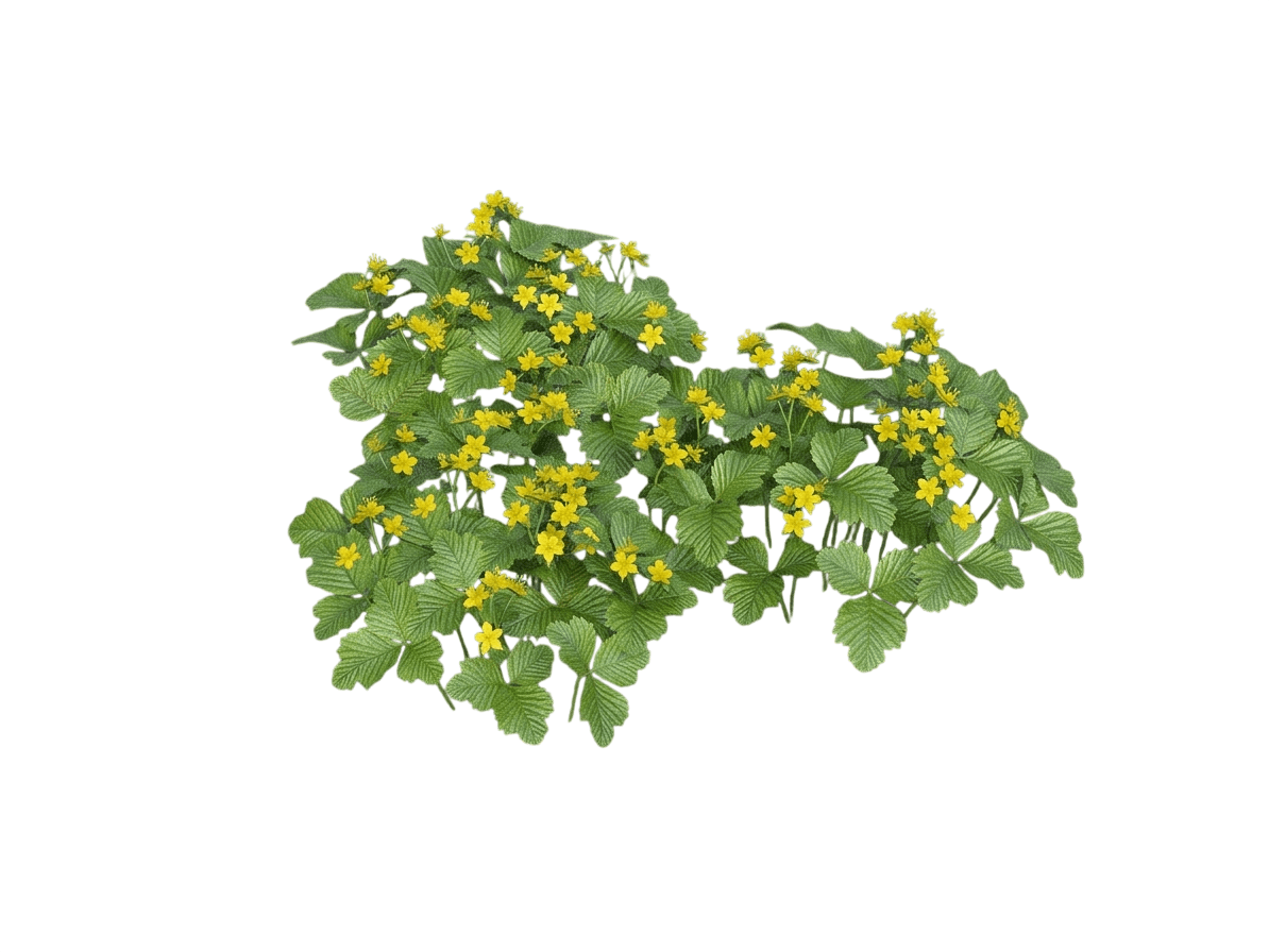 Waldsteinia Fragaroides (Geum Fragaroides) - Ground Layers