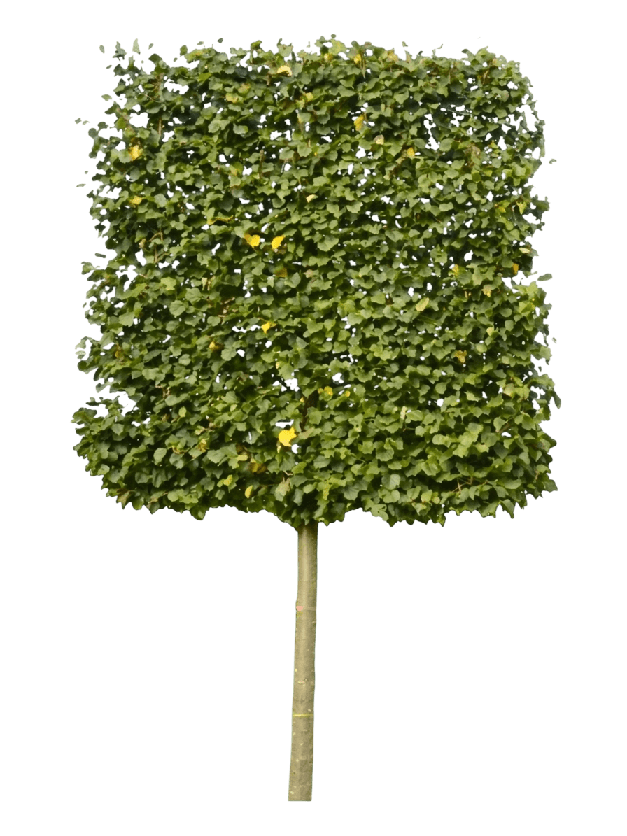 Greenspire® Linden Tree (Tilia Cordata Var. Cordata 'Pni 6025') - Shade Trees
