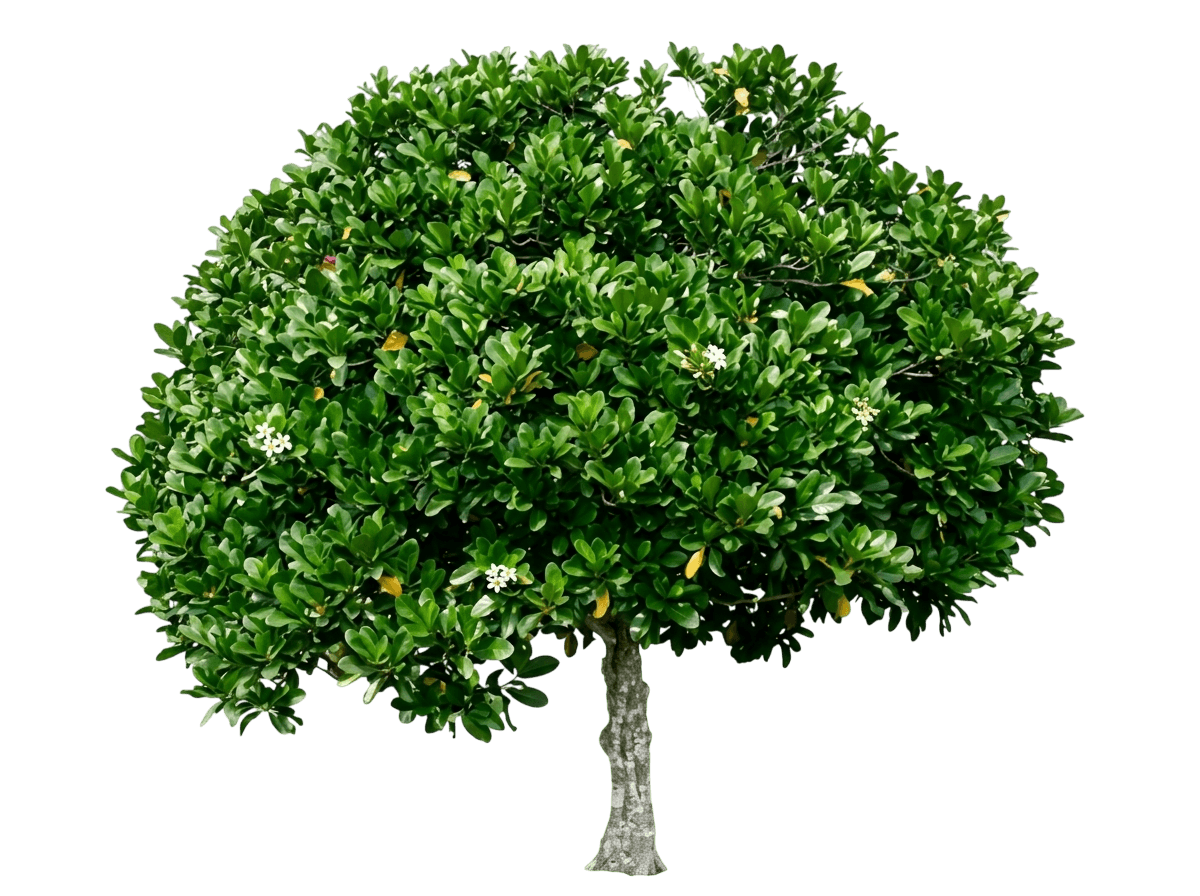 Native Gardenia (Atractocarpus Fitzalanii) - Evergreen Trees