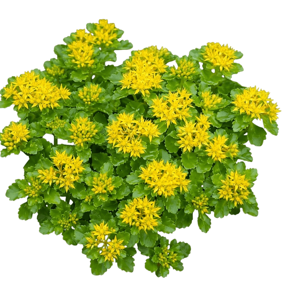 Sweet and Sour Sedum (Sedum Kamtschaticum Var. Kamtschaticum 'Sweet And Sour') - Succulents