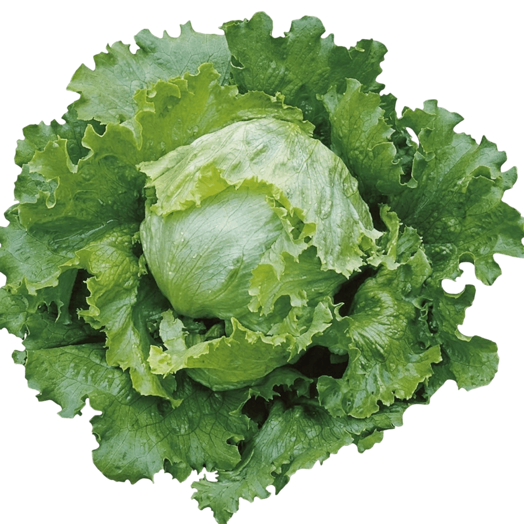 Green Oakleaf Lettuce (Lactuca Sativa 'Green Oakleaf') - Perennials