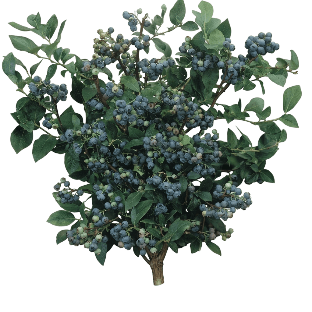 Bountiful Baby Blueberry (Vaccinium Corymbosum 'Fc13-044') - Ground Layers