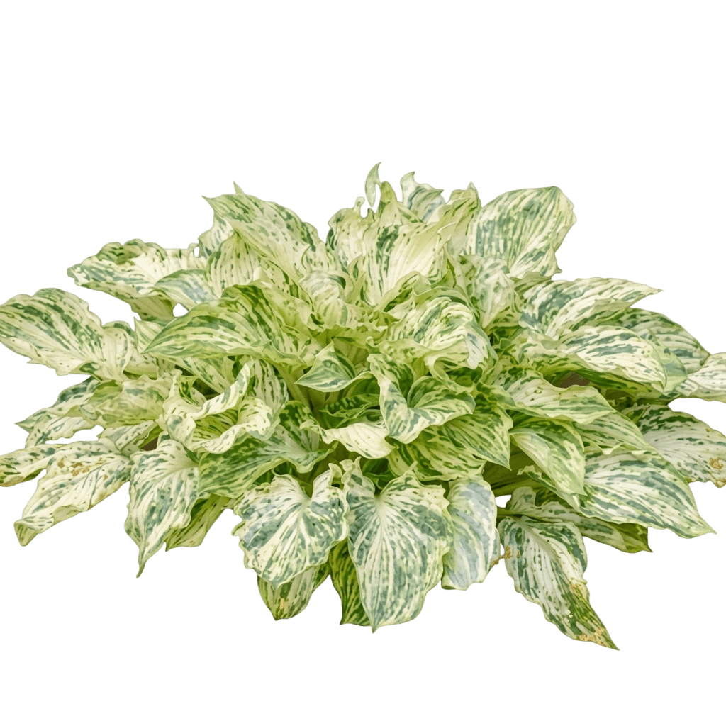 Emperor'S New Clothes Hosta (Hosta S New Clothes 'Emperor') - Perennials