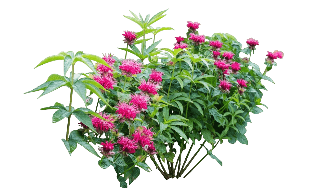 Raspberry Wine Bee Balm (Monarda Var. X 'Raspberry Wine') - Perennials