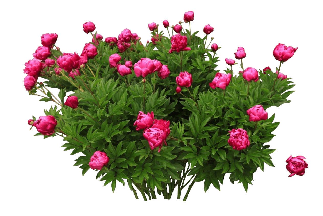 Jan van Leeuwen peony (Paeonia Lactiflora 'Jan Van Leeuwen') - Perennials