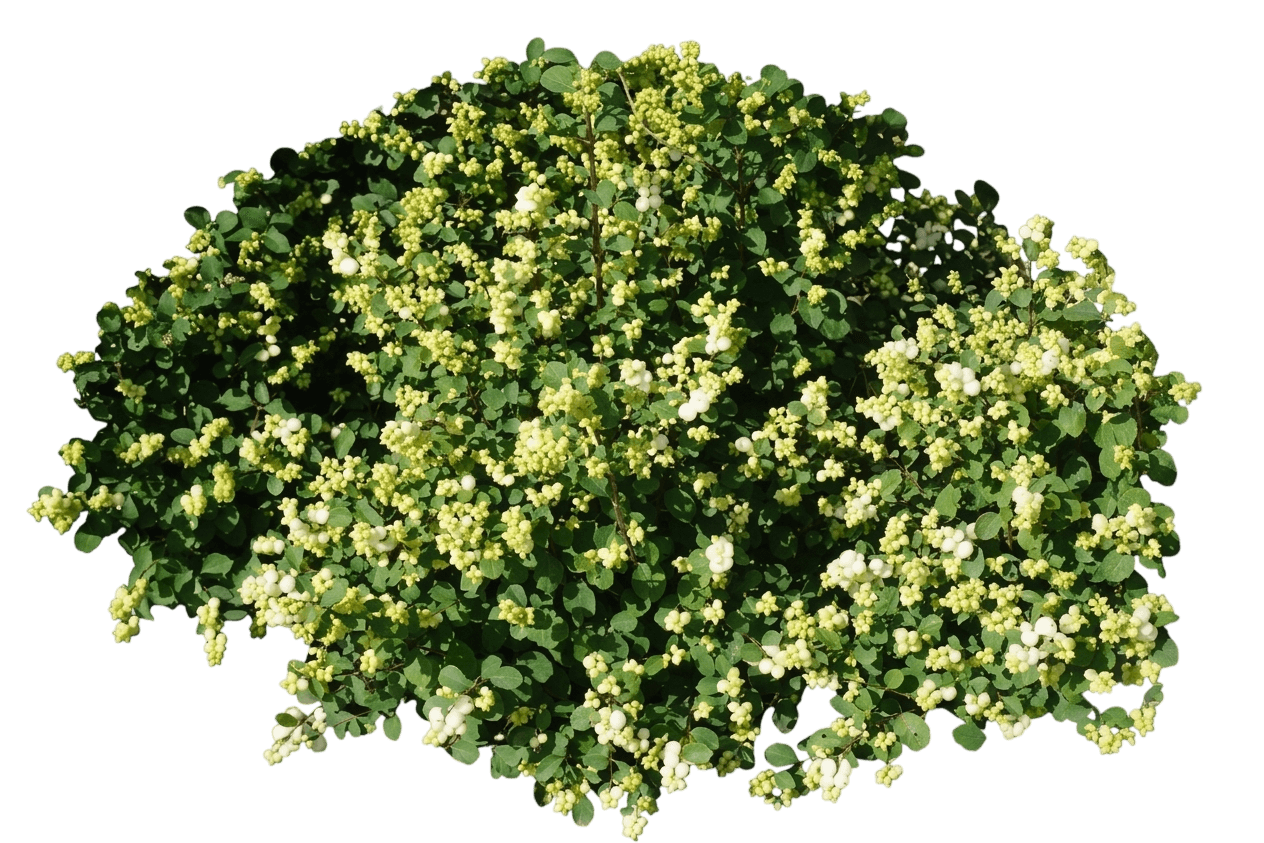 Magical® Avalanche Snowberry (Symphoricarpos × Doornbosii Var. X Doornbosii 'Kolmava') - Shrubs
