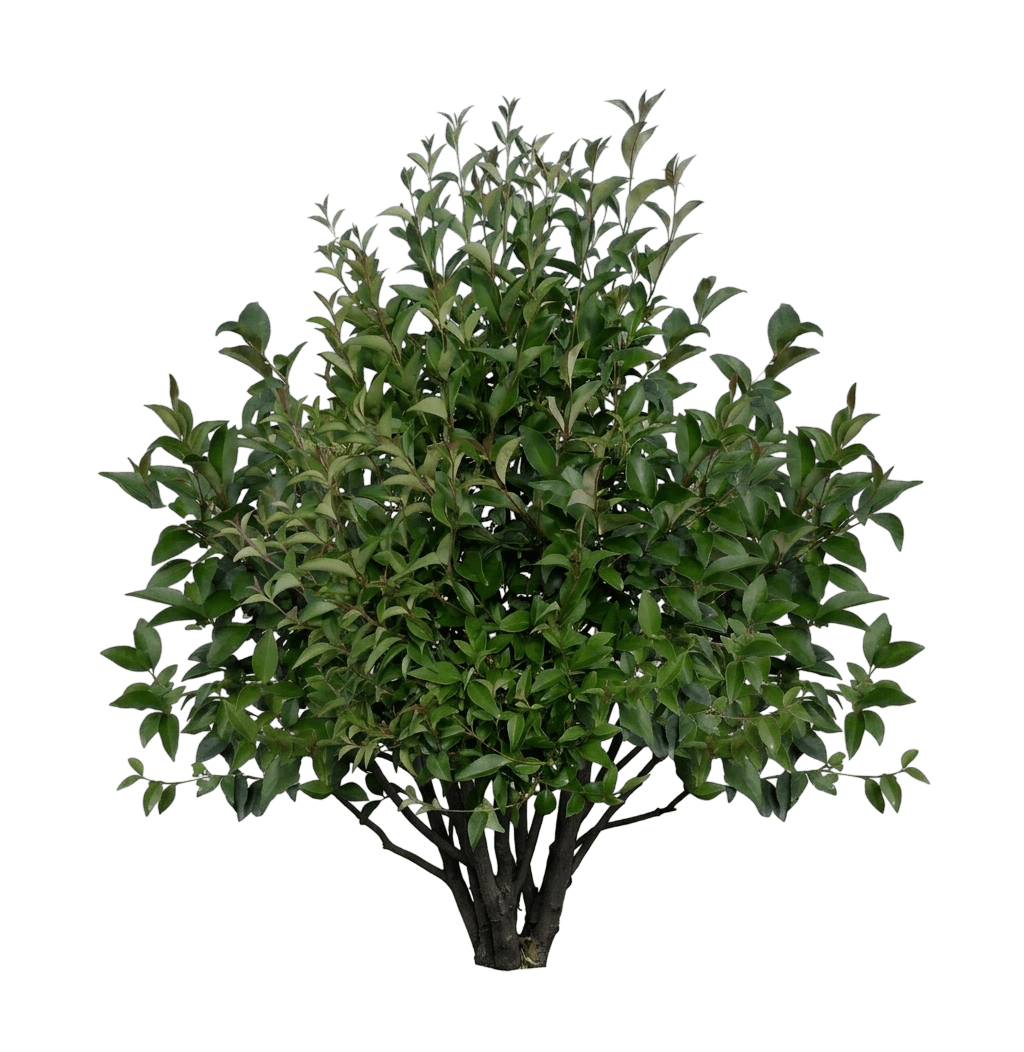 Kindly® Japanese Privet (Ligustrum Japonicum Var. Japonicum 'Nclj1') - Shrubs