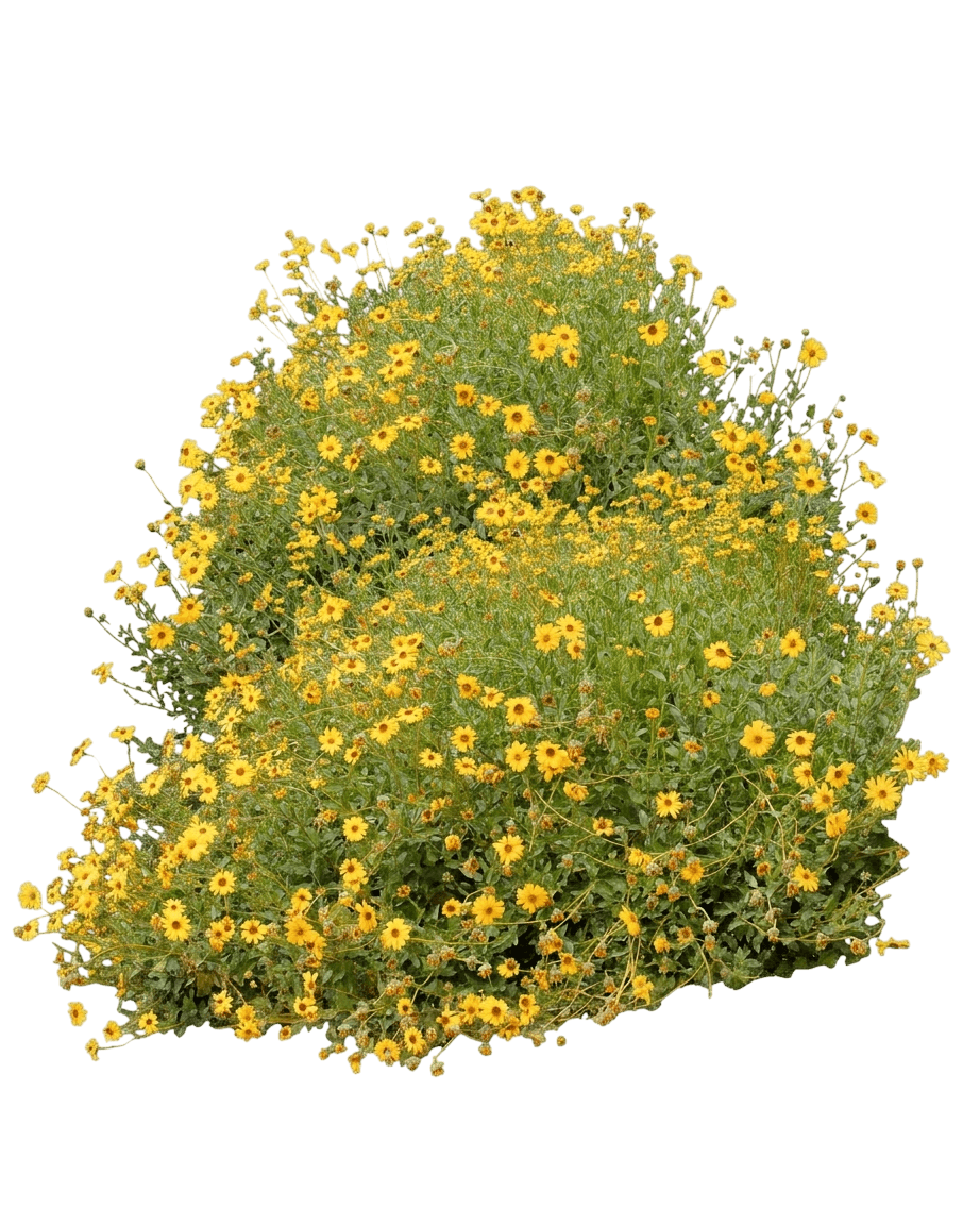 coast sunflower (Encelia Californica) - Shrubs