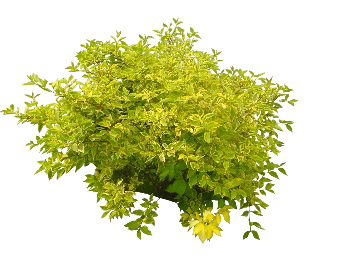 Red-Barked Dogwood (Cornus Alba) - Ground Layers