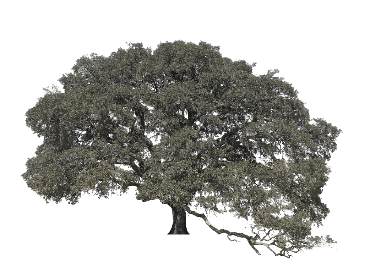 blue oak (Quercus Douglasii) - Shade trees