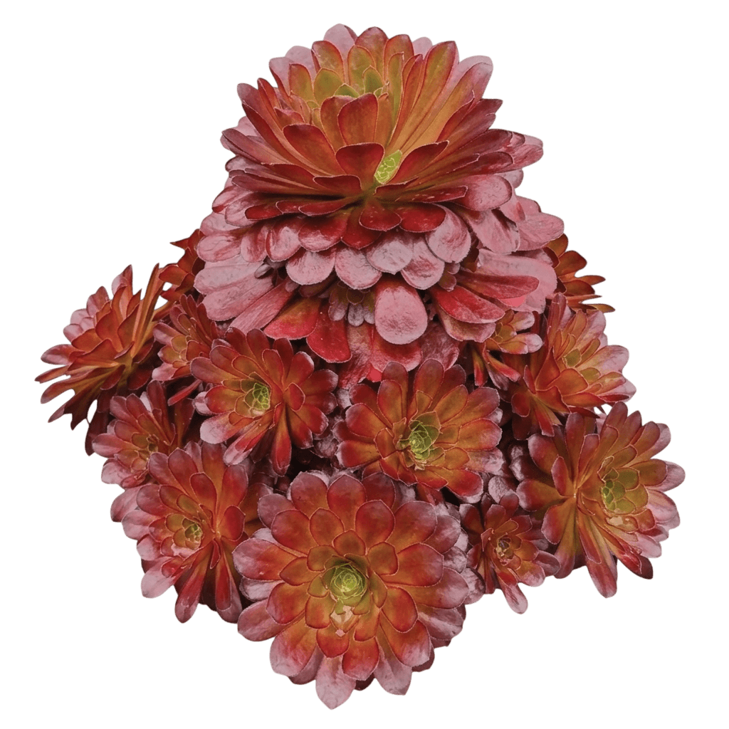 Destiny Semponium (× Semponium 'Destiny') - Succulents
