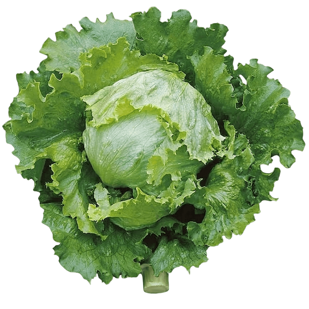 Winter Destiny lettuce (Lactuca Sativa 'Winter Destiny') - Perennials