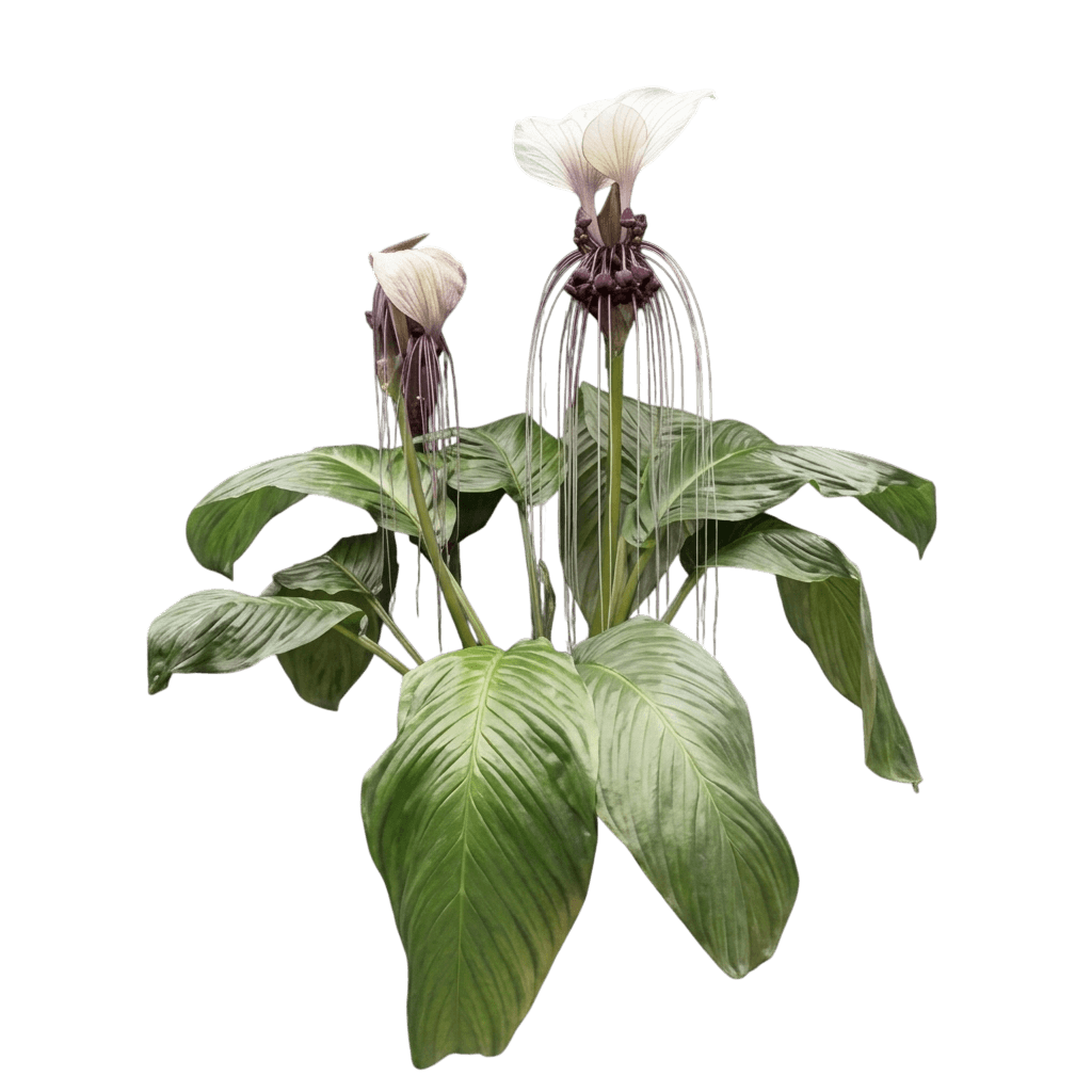 White Bat Lily (Tacca Cristata) - Perennials