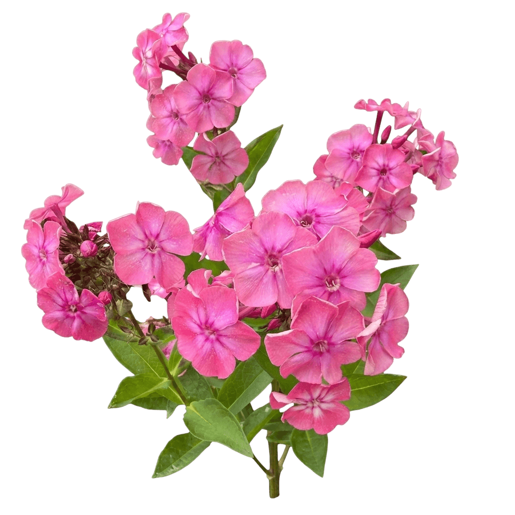 Starburst Garden Pink (Dianthus × Hybrida 'Starburst') - Perennials