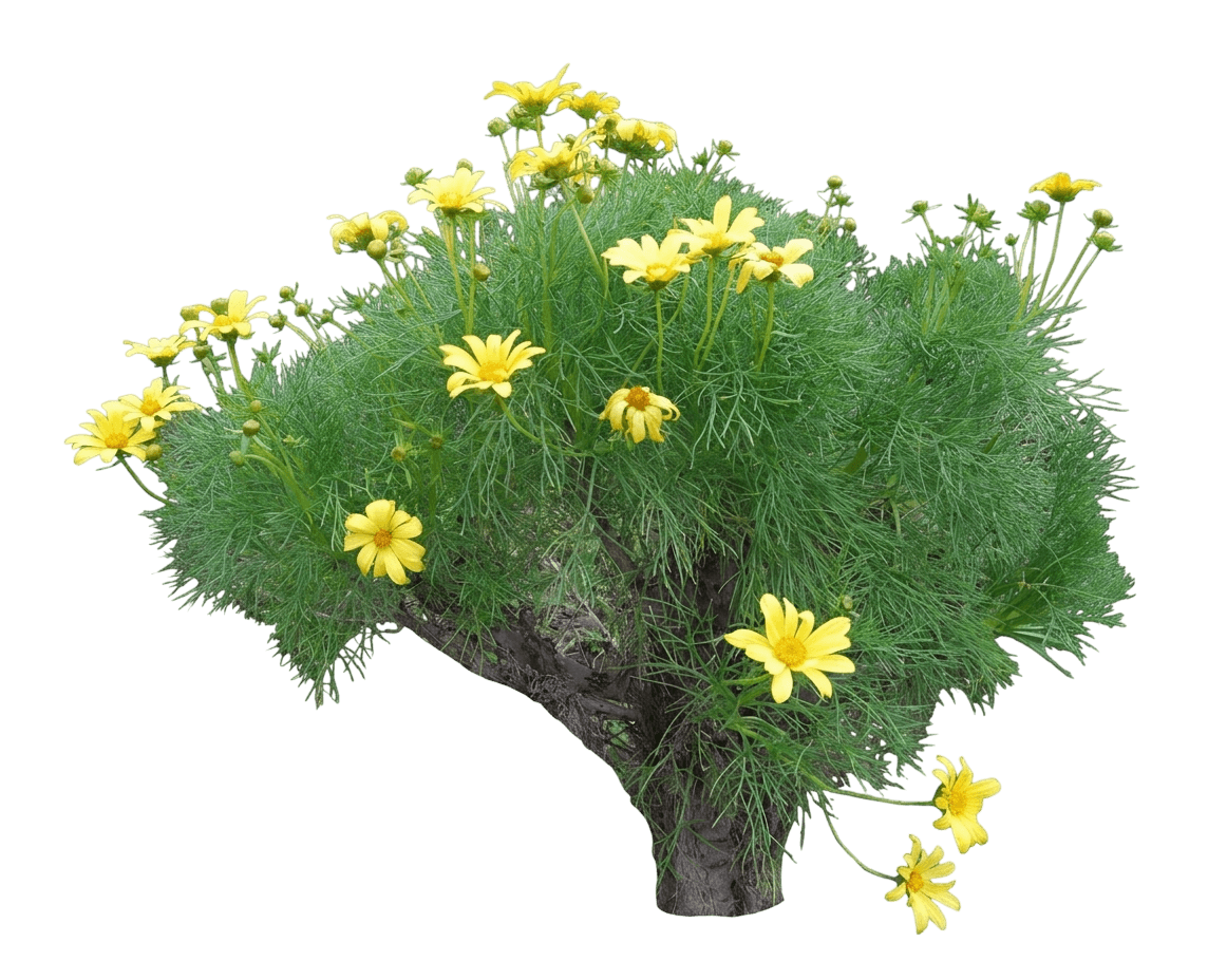 giant coreopsis (Leptosyne Gigantea) - Perennials