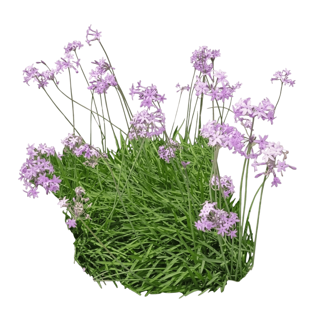 Starburst Society Garlic (Tulbaghia Violacea 'Starburst') - Perennials