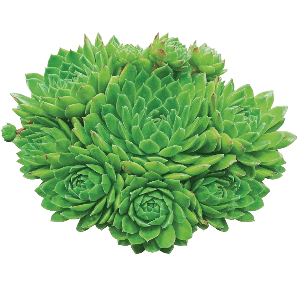 Hens And Chicks (Sempervivum 'Green Wheel') - Succulents