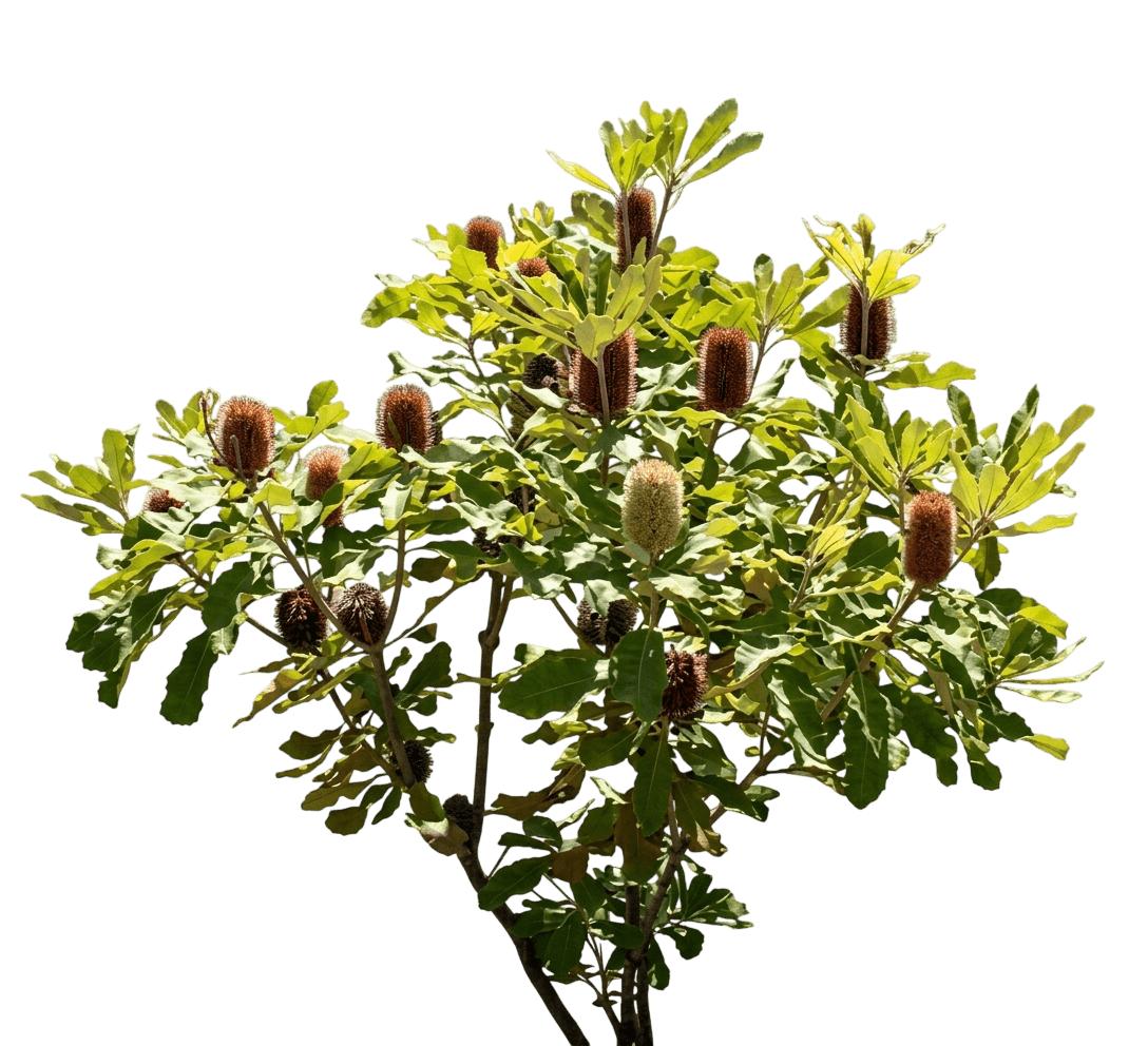 Swamp Banksia (Banksia Robur) - Evergreen Trees