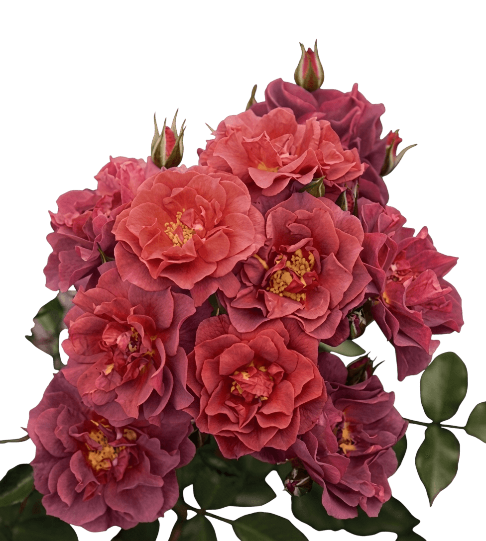 Smokey Lavender -Rusty Red Orange Floribunda Roses 'Wekcobeju' Cinco De Mayo™ (Rosa Pp21709 'Wekcobeju') - Perennials