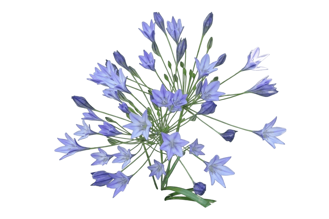 Ithuriel's spear (Triteleia Laxa) - Perennials