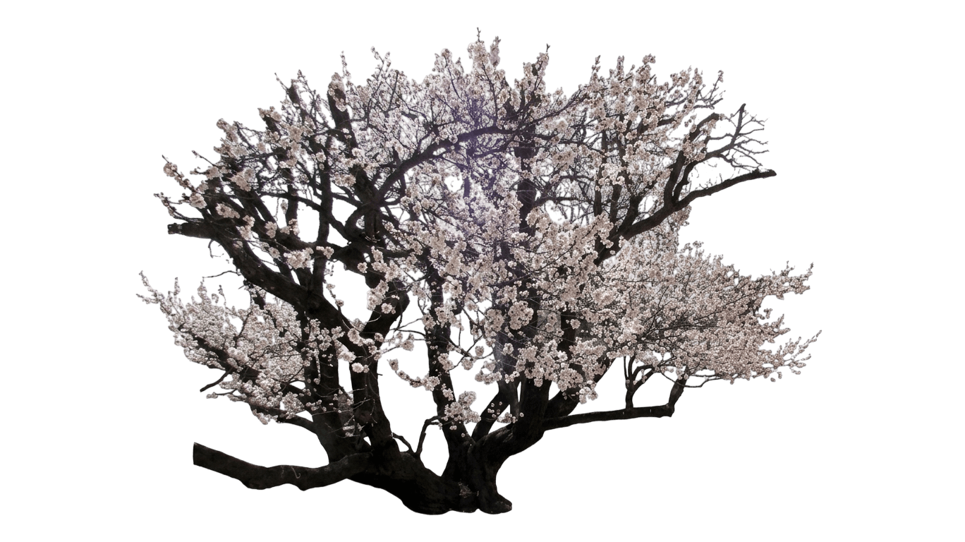 Moorpark Apricot (Prunus Armeniaca 'Moorpark') - Fruit Trees