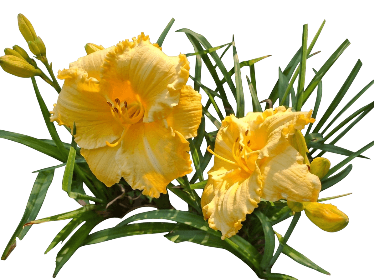 Stormy Skye daylily (Hemerocallis 'Mon7035') - Perennials