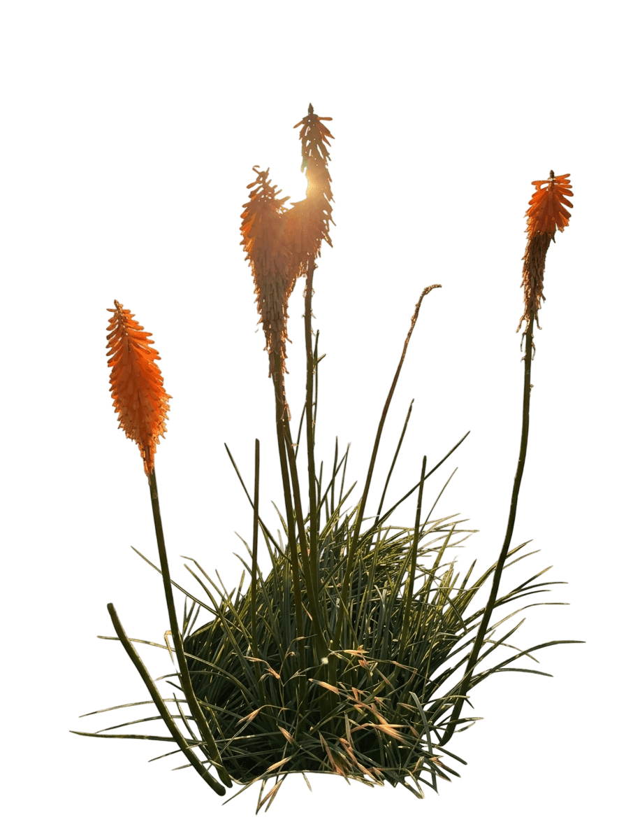 Mango Popsicle™ Dwarf Poker (Kniphofia X Var. X 'Mango Popsicle') - Perennials