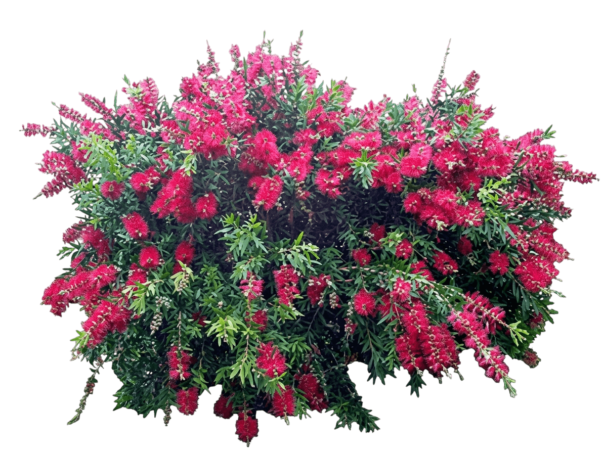 Dawson River (Callistemon Bottlebrush 'Dawson River') - Ground Layers