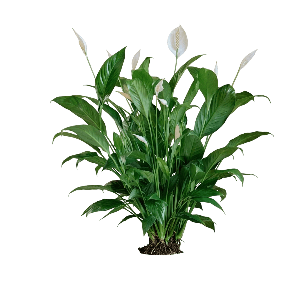 Peace Lily (Spathyphyllum Mojo 'Peace Lily') - Ground Layers