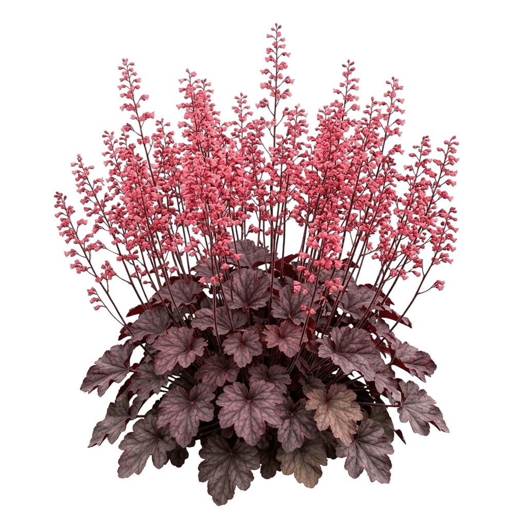 Northern Exposure Purple Coral Bells (Heuchera 'Tnheunep') - Perennials
