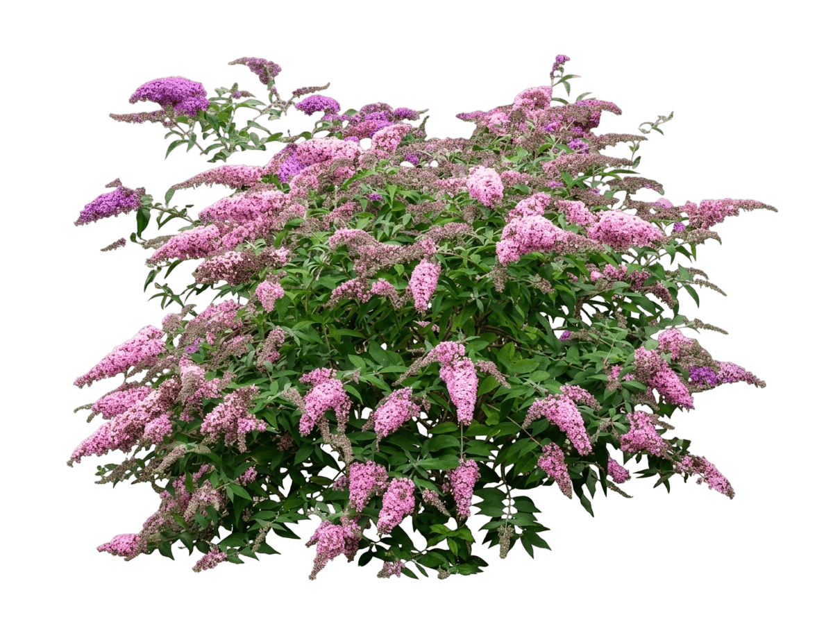 Summer Bird Magenta Butterfly Bush (Buddleja Davidii 'Summer Bird Magenta') - Ground Layers