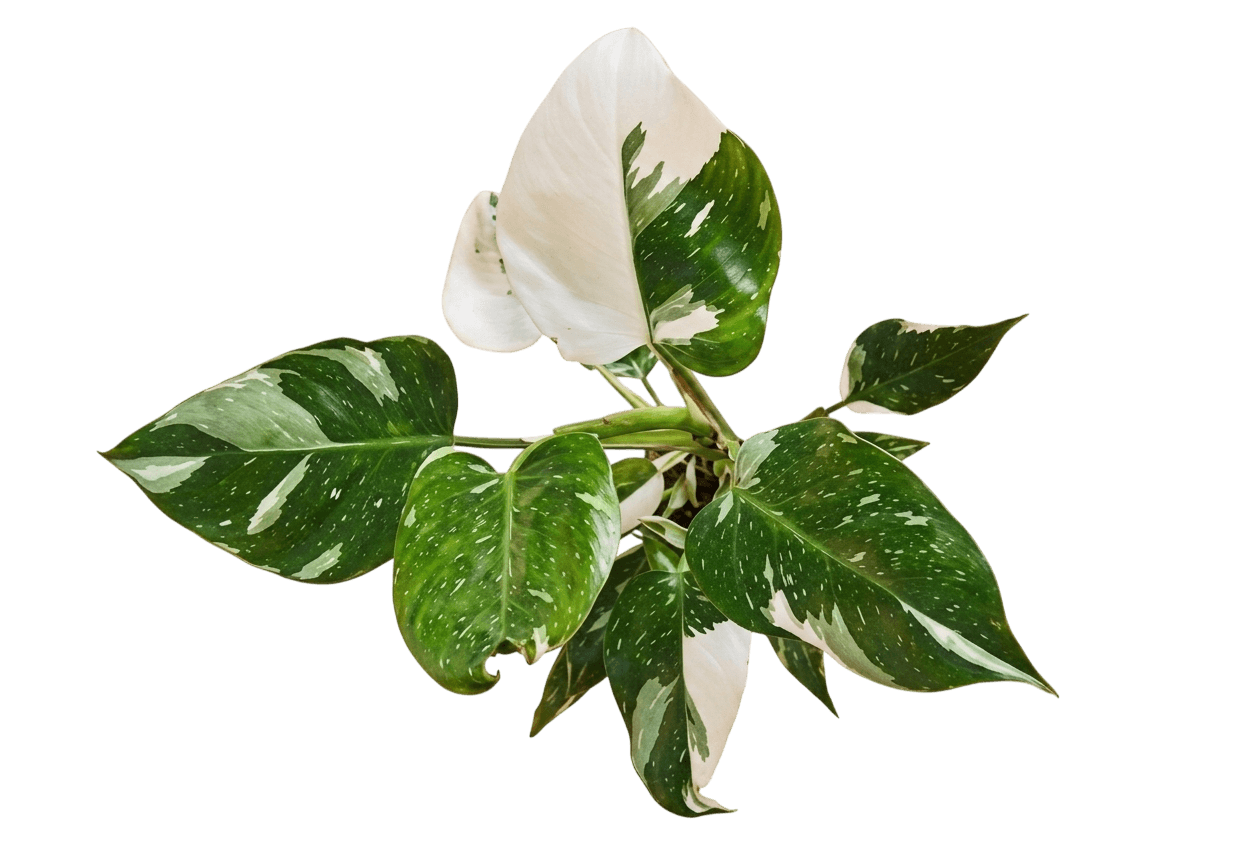 White Princess Philodendron (Philodendron 'White Princess') - Indoor Plants