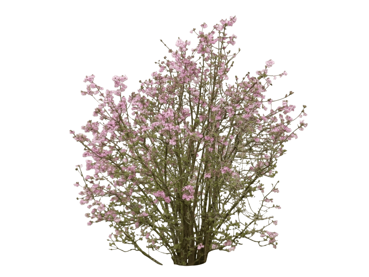Dwarf Fragrant Viburnum (Viburnum Farreri 'Nanum') - Ground Layers