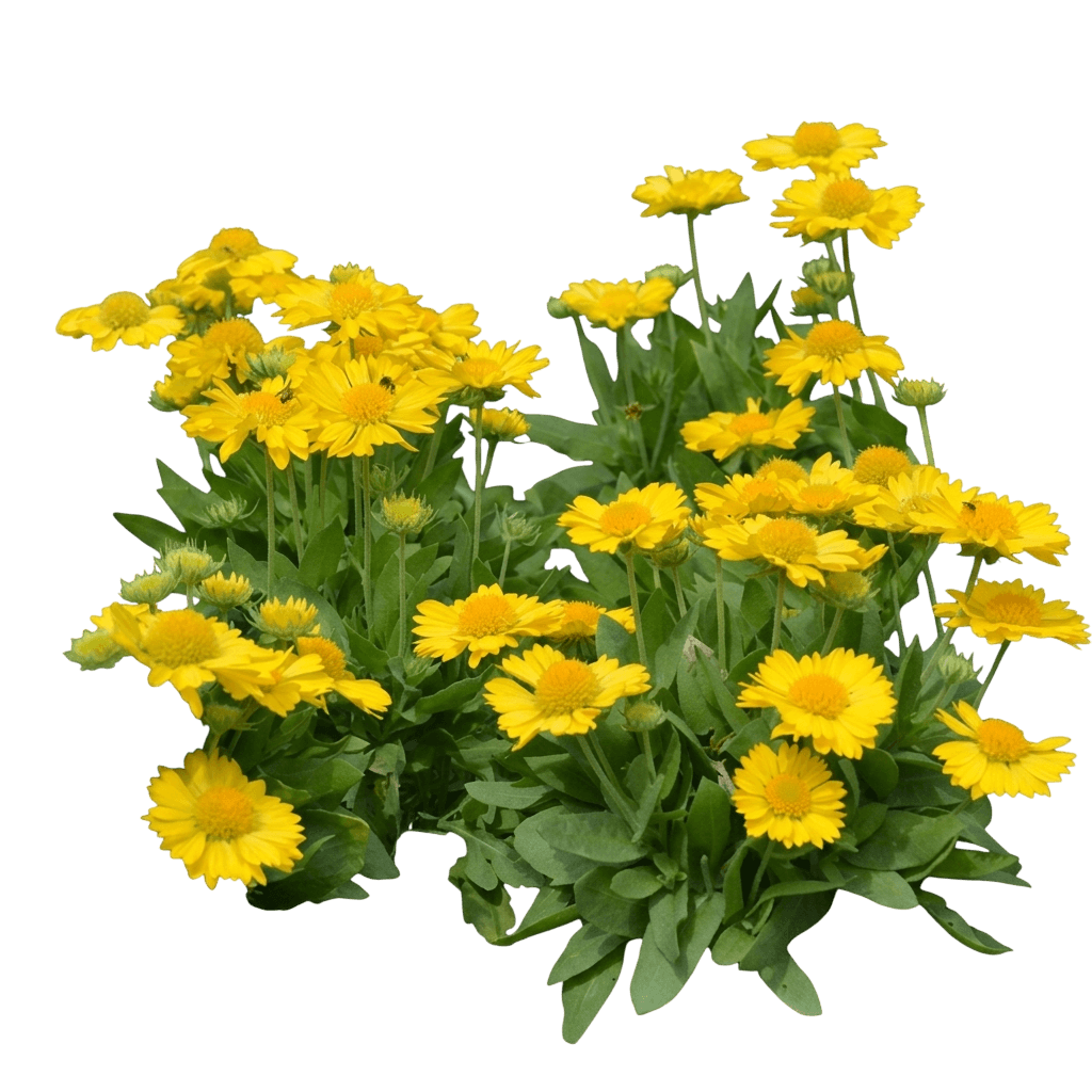 Mesa Yellow Blanket Flower (Gaillardia Grandiflora 'Mesa Yellow') - Perennials