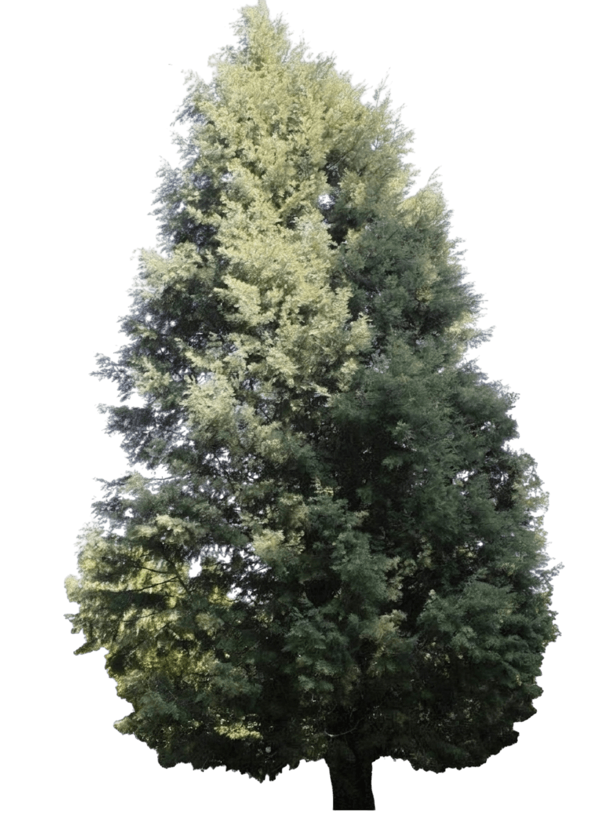 MacNab cypress (Hesperocyparis Macnabiana) - Evergreen trees