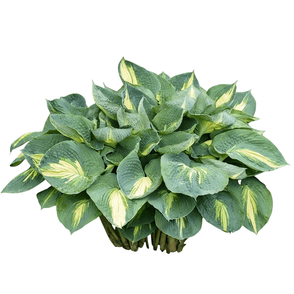 Hudson Bay Hosta (Shadowland) (Hosta Shadowland 'Hudson Bay') - Perennials