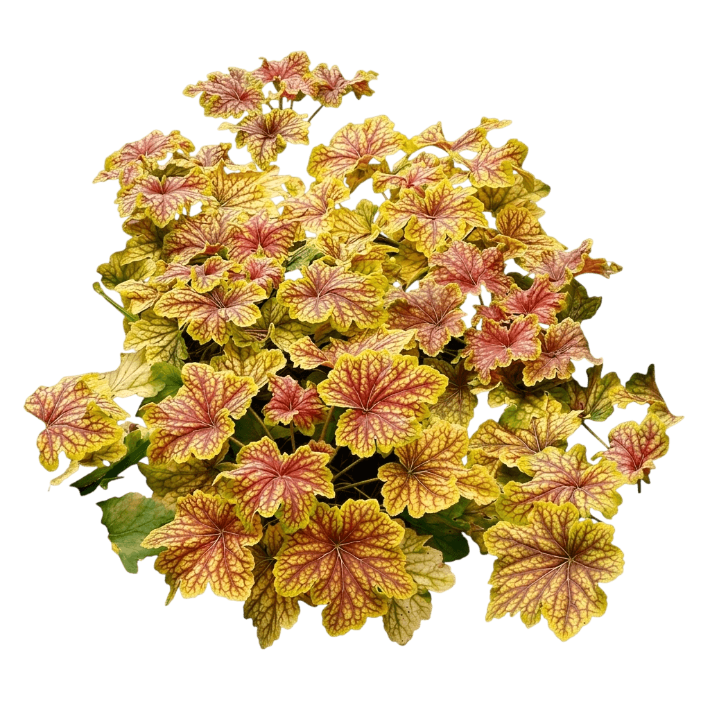 Red Lightning Coral Bells (Heuchera 'Red Lightning') - Perennials