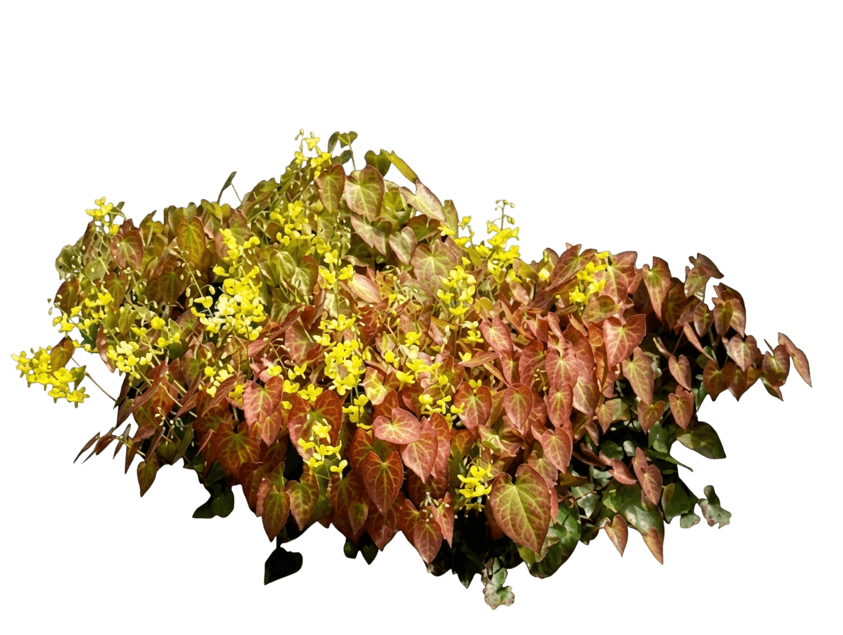 Barrenwort (Epimedium X Perralchium 'Frohnleiten') - Ground Layers