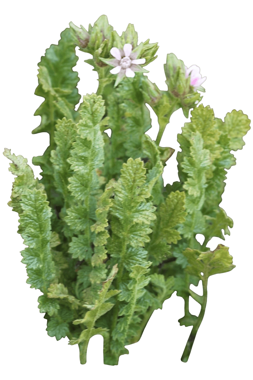 wedge leaf horkelia (Horkelia Cuneata) - Perennials