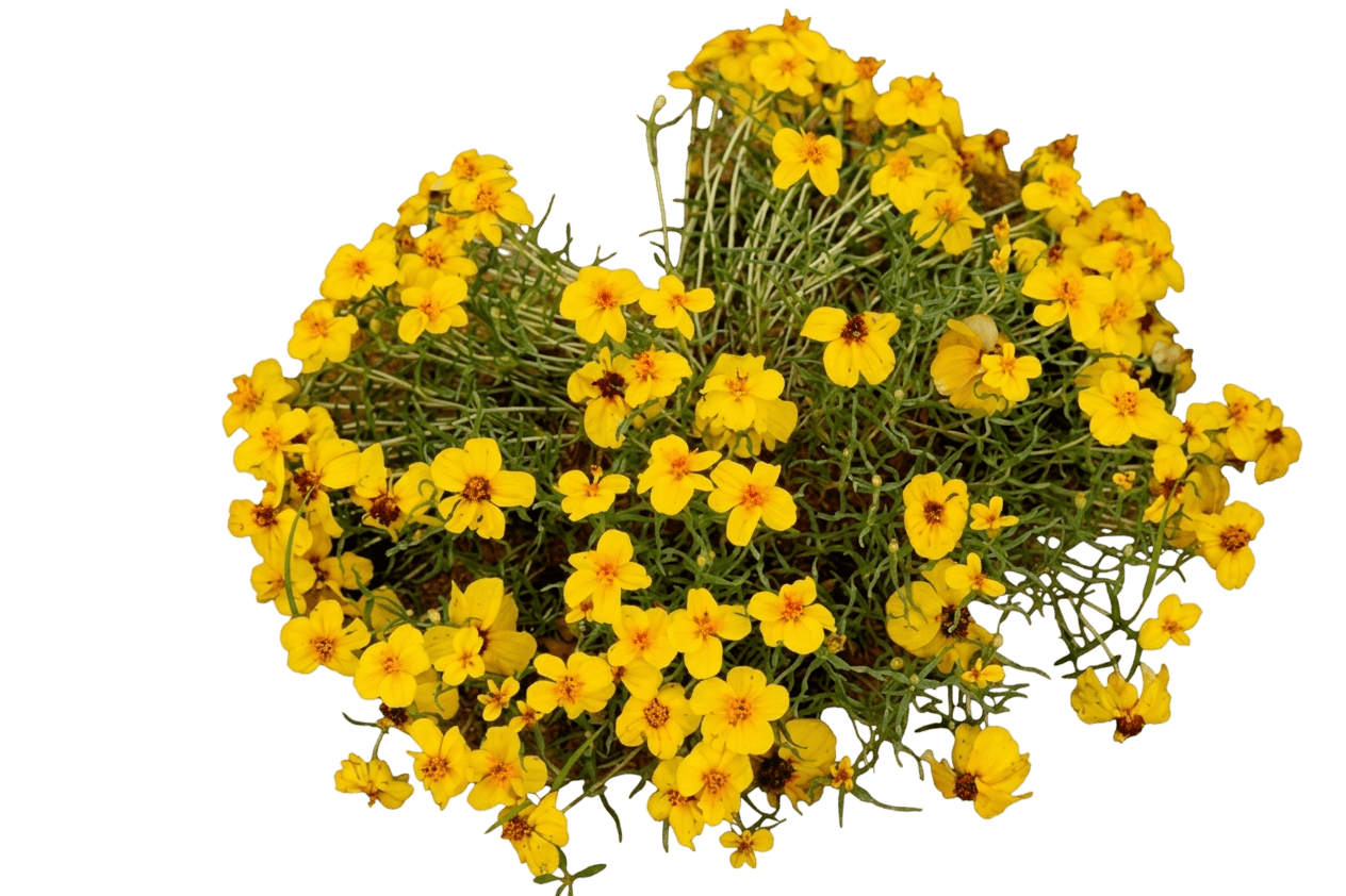 prairie zinnia (Zinnia Grandiflora) - Perennials