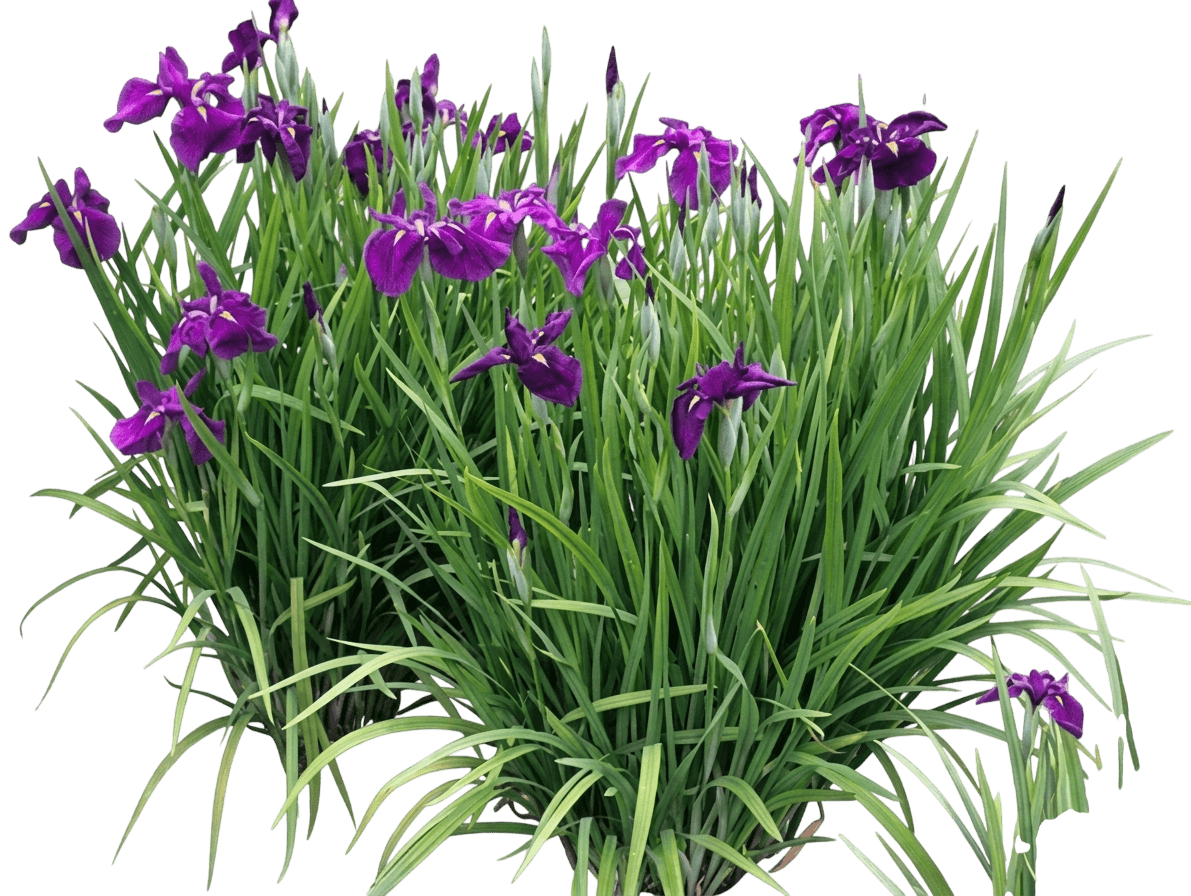 Japanese Iris (Iris Ensata 'Happy Awakening') - Perennials
